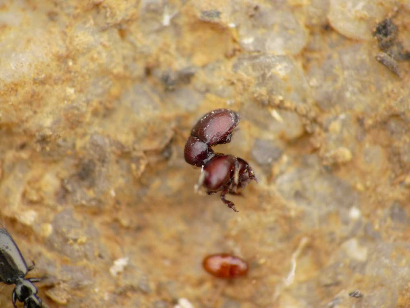 Thorictus grandicollis (Dermestidae)